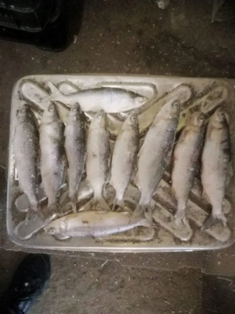 рыба пресноводная  в Кирове 10